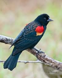 Black Bird With Red Spot On Shoulder Red Wing Blackbird Backyard Birds Black Bird Bird Pictures