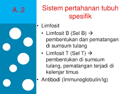 Bpn dahulu dikenal dengan sebutan kantor agraria. Sistem Kekebalan Tubuh Ppt Download