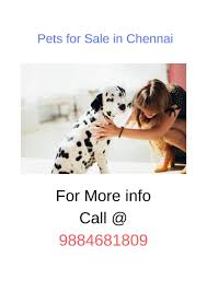 Enter your email address to receive alerts when we have new listings available for trained puppies for sale uk. Pets Puppies For Sale In Chennai We Sell Trained Puppies For Sale In By Jabastin J Medium