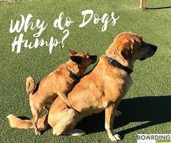 Pin On Dog Training Tips