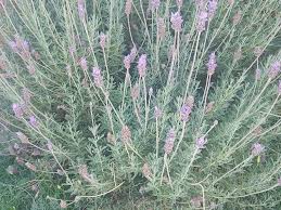 Image result for Lavandula dentata