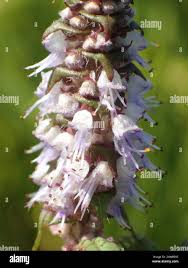 Image result for Platostoma