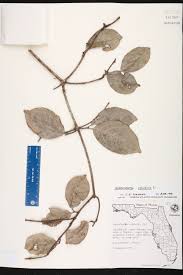 Image result for Hippocratea