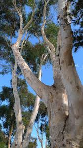 Image result for Eucalyptus sp.