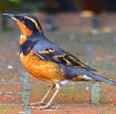 This 11 x 14 reproduction art print features watercolor illustrations of common backyard birds found in the pacific northwest. 35 Birds Of The Pacific Nw Ideas Birds Beautiful Birds Backyard Birds