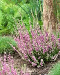 Image result for Calluna vulgaris