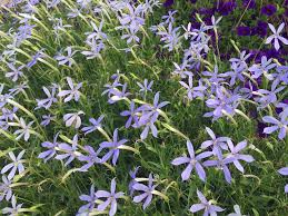 You can start seeds in the fall and overwinter them in a cold frame or protected area, then transplant in the spring. Isotoma Axillaris Laurentia Blue Star