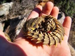 pin on nature
