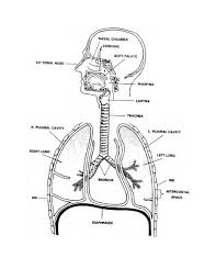 Images contains a key for co. Respiratory System Coloring Page Coloring Home