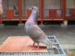 Image result for gambar merpati jantan