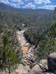 Image result for Callitris endlicheri