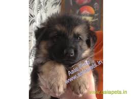 I have seen people selling it at 45000 rupees in india. German Shepherd Puppy Best Price In Delhi