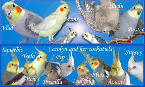 Breeding Lutino And Normal Grey Cockatiels Talk Cockatiels Forums Cockatiel Breeding Cockatiels Breeds