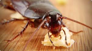 Things to do in glendale, az. Trust Us For Home Pest Control In Peoria Az