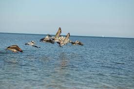 The dining room at little palm island bohemian coconut conch chowder / 16 grilled scallion crème fraiche corn bread croutons chilled tomatillo gazpacho 16 cucumber, cotija cheese fresno chile, crostini bread local waters ceviche / 24 citrus, aji peppers, coconut keys' shrimp fire & ice / 24 pink shrimp, ponzu cabbage, watermelon mini crab. At Dinner In The Dining Room At Sunset Picture Of Little Palm Island Resort Spa A Noble House Resort Little Torch Key Tripadvisor