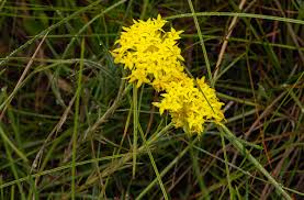 Image result for Gnidia chrysantha