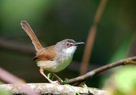 Download Mp3 Suara Burung Ciblek Ngebren Kristal Masteran Pet Birds Bird Passerine Bird