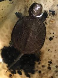 Marts 2015 arkiveret under krybdyr. Europaeisk Sumpskildpadde Emys Orbiculatus 4 5 Cm Tropeland Dyrehandel Naer Aarhus