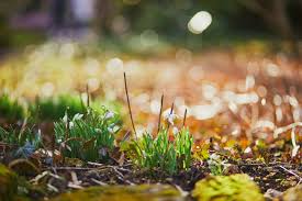 Lawn Pest Control - Hagen Environmental Services | Pest Services | Pam Beach
