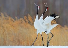 Walking in the clouds like a distant dream, it inspired. Crane Symbolism Meaning Totem Spirit Omens World Birds
