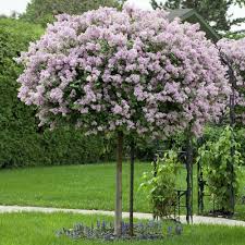Syringa Meyeri Palibin Kann Auch Gut Als Hochstammchen Kultiviert Werden Vorgarten Landschaftsbau Vorgarten Gartengestaltung Ideen