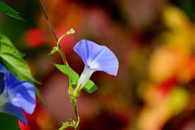 Morning Glory Flower Name In Tamil Best Flower Wallpaper