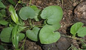 Image result for Kedrostis nana