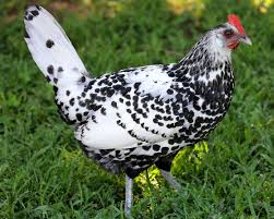 Silver spangled hamburg chickens for sale at californiahatchery.com, safely shipping as few as 3 rare silver spangled hamburg chicken breeds anywhere in the usa. Silver Spangled Hamburg Chicken Gallus Gallus Domesticus By Christine Young Jungledragon