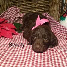 In a mixed breed, you can get any mix of characteristics in the parent breeds. View Ad German Shorthaired Pointer Poodle Standard Mix Puppy For Sale Near Ohio Sugarcreek Usa Adn 57918