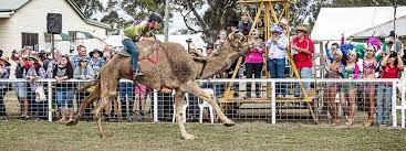 I doubt that most people readying our game reviews have. Tara Festival Of Culture Camel Races Western Downs Queensland