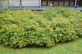 Check spelling or type a new query. Plantfiles Pictures Red Twig Dogwood Redosier Dogwood Red Osier Dogwood Kelseyi Cornus Sericea By Growin