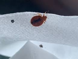 Image result for bed bugs droppings