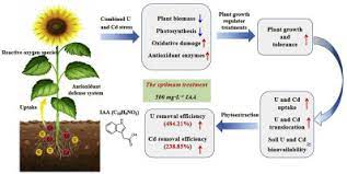 Exogenous Plant Growth Regulator Alleviate The Adverse Effects Of U And Cd Stress In Sunflower Helianthus Annuus L And Improve The Efficacy Of U And Cd Remediation Sciencedirect