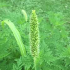 Image result for Setaria italica