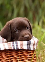 Chocolate Lab Puppy Cok Sirin Hayvanlar Hayvan Bebekler Ve Evcil Hayvanlar