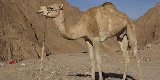 Beli anak unta online berkualitas dengan harga murah terbaru 2021 di tokopedia! Hebatnya Mulut Unta Bisa Mengunyah Kaktus Yang Berduri