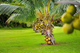 We did not find results for: 10 Different Types Of Coconuts Pictures And Facts Trees Com
