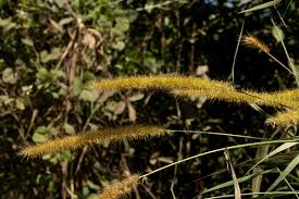 Image result for Cenchrus purpureus