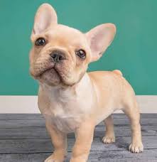 Lilac nation is home to the purple french bulldog! French Bulldog Colors Explained Ethical Frenchie