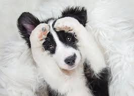 A puppy had just become available that day so we contacted the breeder immediately. Border Collie Breed Information Guide Facts Pictures Bark