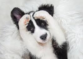 Animal kingdom | puppies n love has border collie puppies for sale! Border Collie Breed Information Guide Facts Pictures Bark