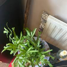 Image result for Pteris commutata