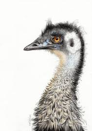 Australian Emu Coloured Pencil Drawing In 2020 Color Pencil Drawing Drawings Australian Native Animals