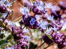 Here at patches of iris & violets we offer beautiful and original floral and gift options. Hello Old Friends Wildflowers Making Beautiful Return To Utah Deserts