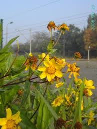 Image result for Guizotia