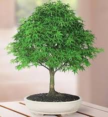 It is no wonder that danker florist online. 12 Bonsai Ideas Bonsai Bonsai Tree Plants
