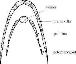 THREADFINS OF THE WORLD