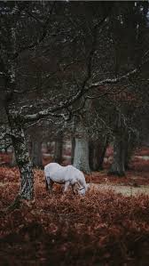 New wallpapers are very important because they give us a completely different look with which we feel much better. Best Pony Iphone Hd Wallpapers Ilikewallpaper