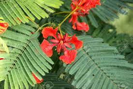 Leaves and flowers of the selected tree. Delonix Regia Royal Poinciana Flamboyant Large Deciduous Tree Stock Photo Picture And Royalty Free Image Image 83263117