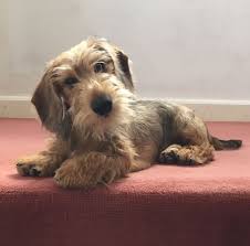 Maybe you would like to learn more about one of these? Wire Haired Dachshund For Sale Ireland